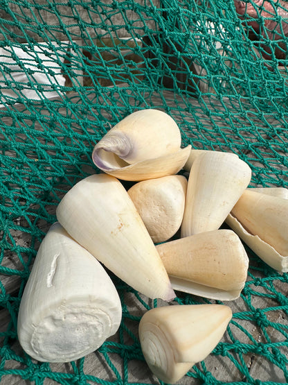 Virgin Cone Shells – Conus virgo Coastal Display Shells in 3 Size Options
