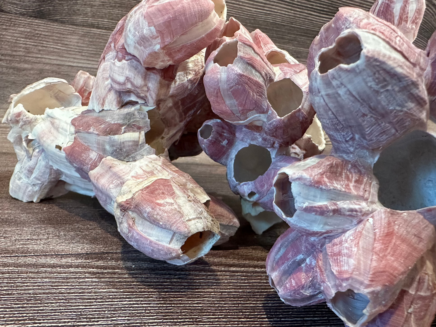 Gulf of America Barnacles 5-7" Clusters