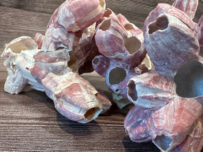 Gulf of America Barnacles 5-7" Clusters