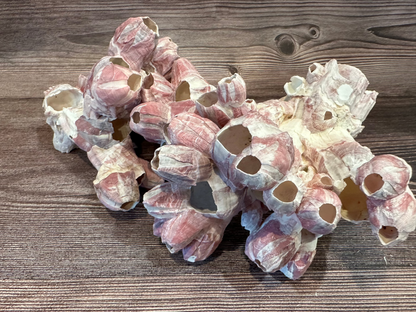 Gulf of America Barnacles 5-7" Clusters