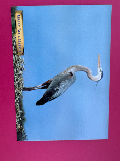 Vintage Great Blue Heron Postcard