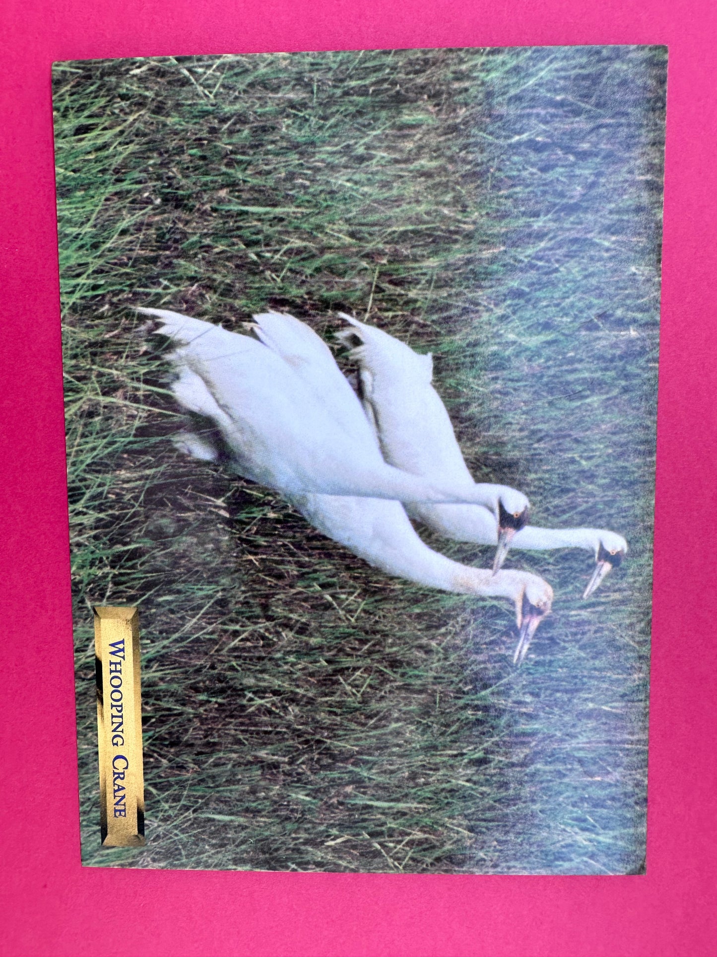 Vintage Whooping Crane Postcard