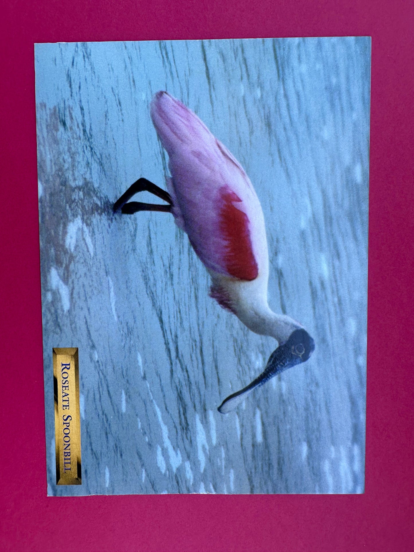 Vintage Roseate Spoonbill Postcard