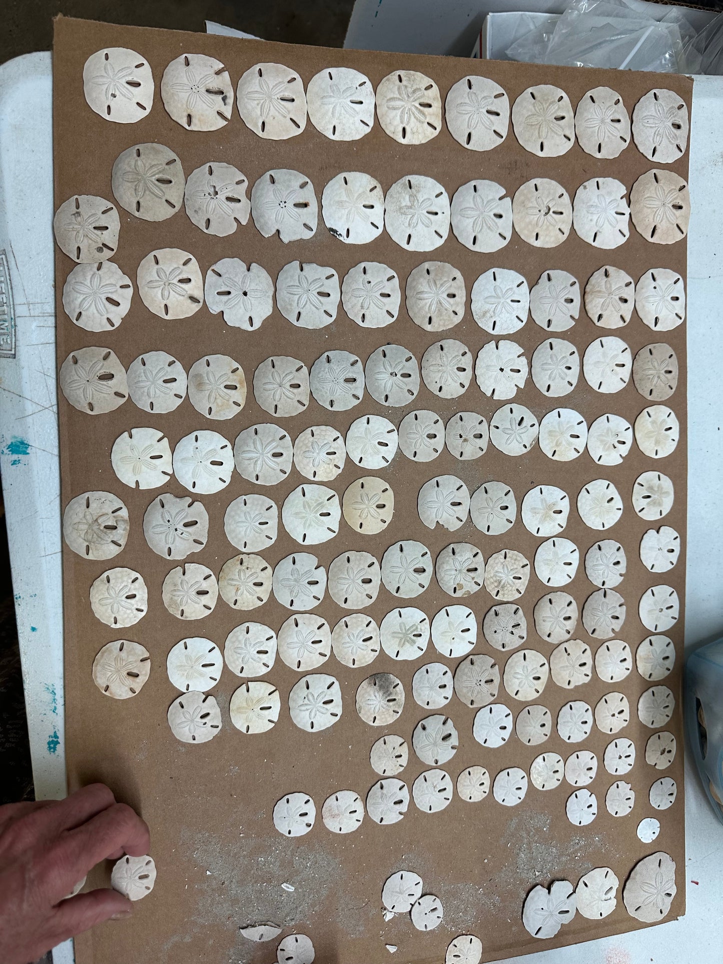 Beach Collected Sand Dollar from Texas Gulf Coast