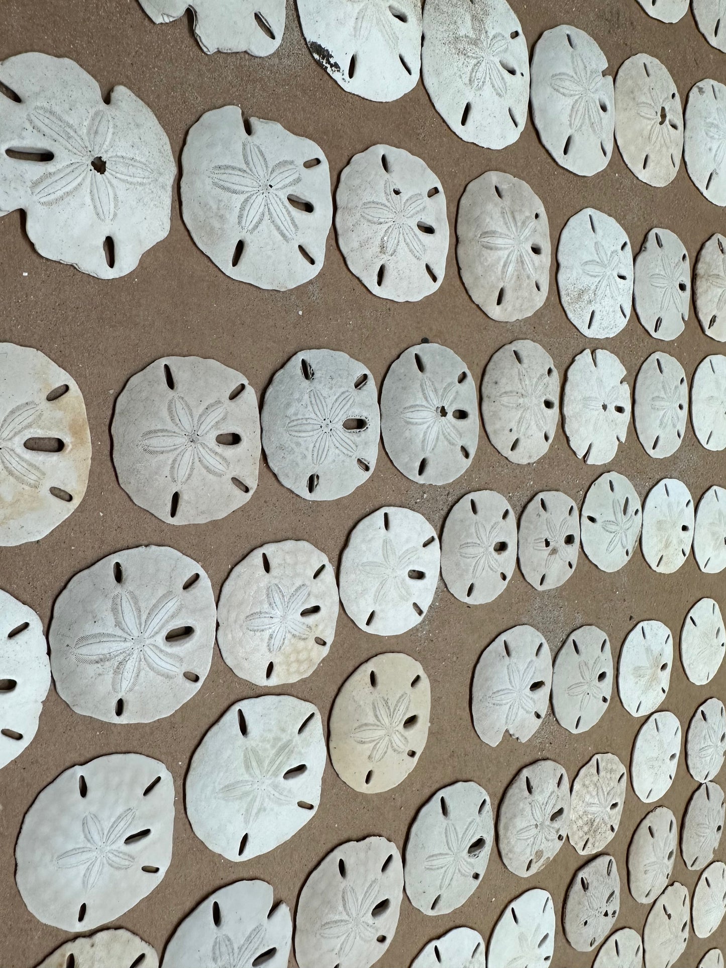 Beach Collected Sand Dollar from Texas Gulf Coast