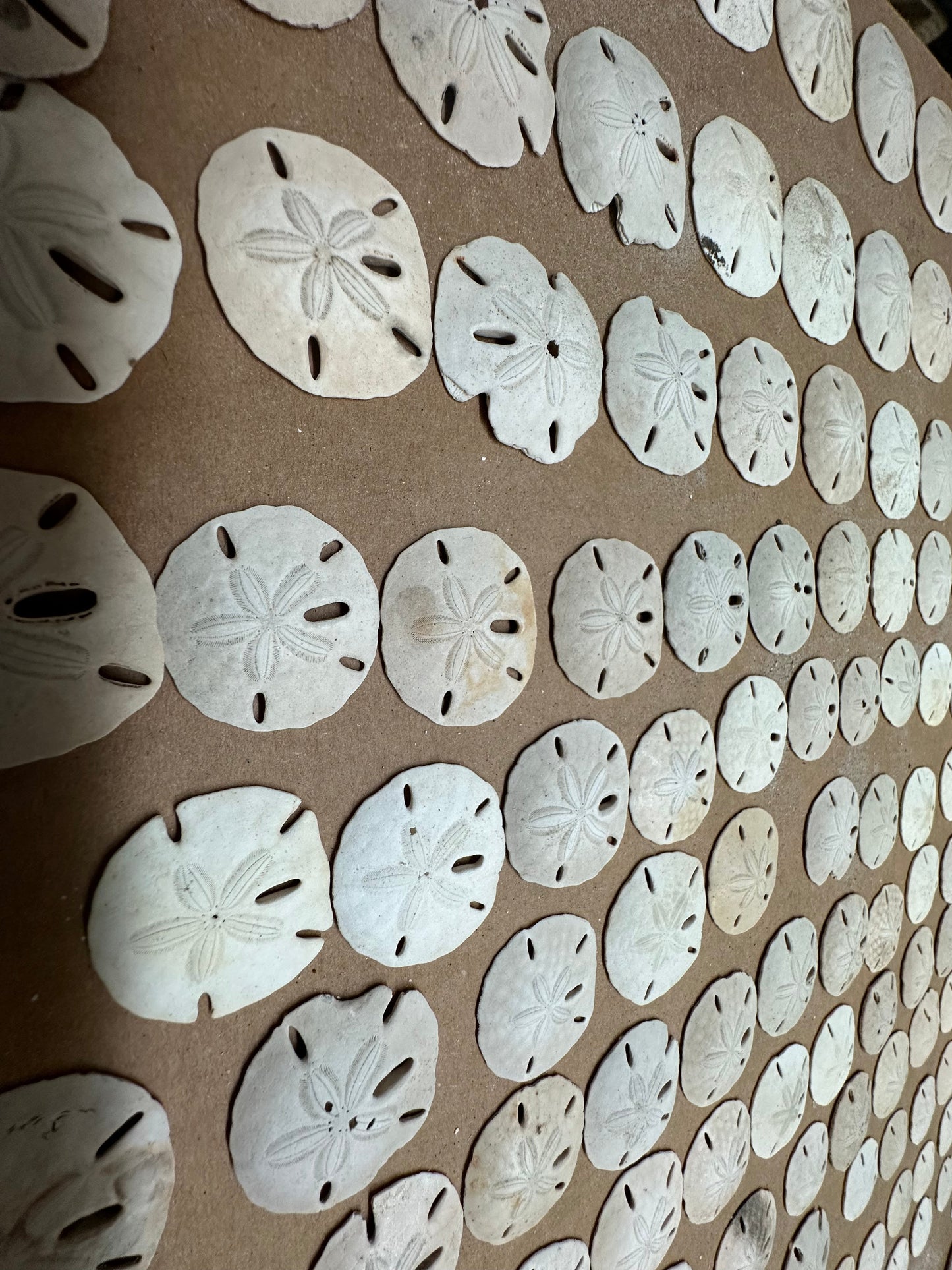 Beach Collected Sand Dollar from Texas Gulf Coast