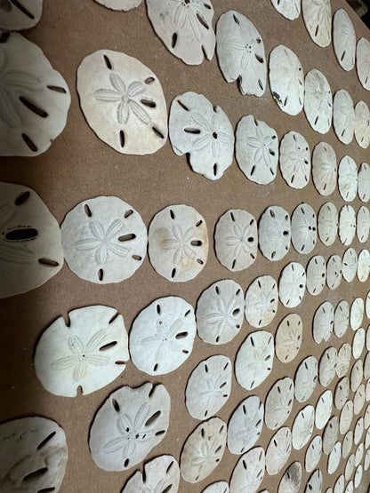 Beach Collected Sand Dollar from Texas Gulf Coast