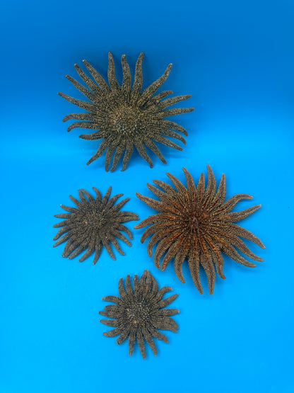 Natural Sunflower Starfish