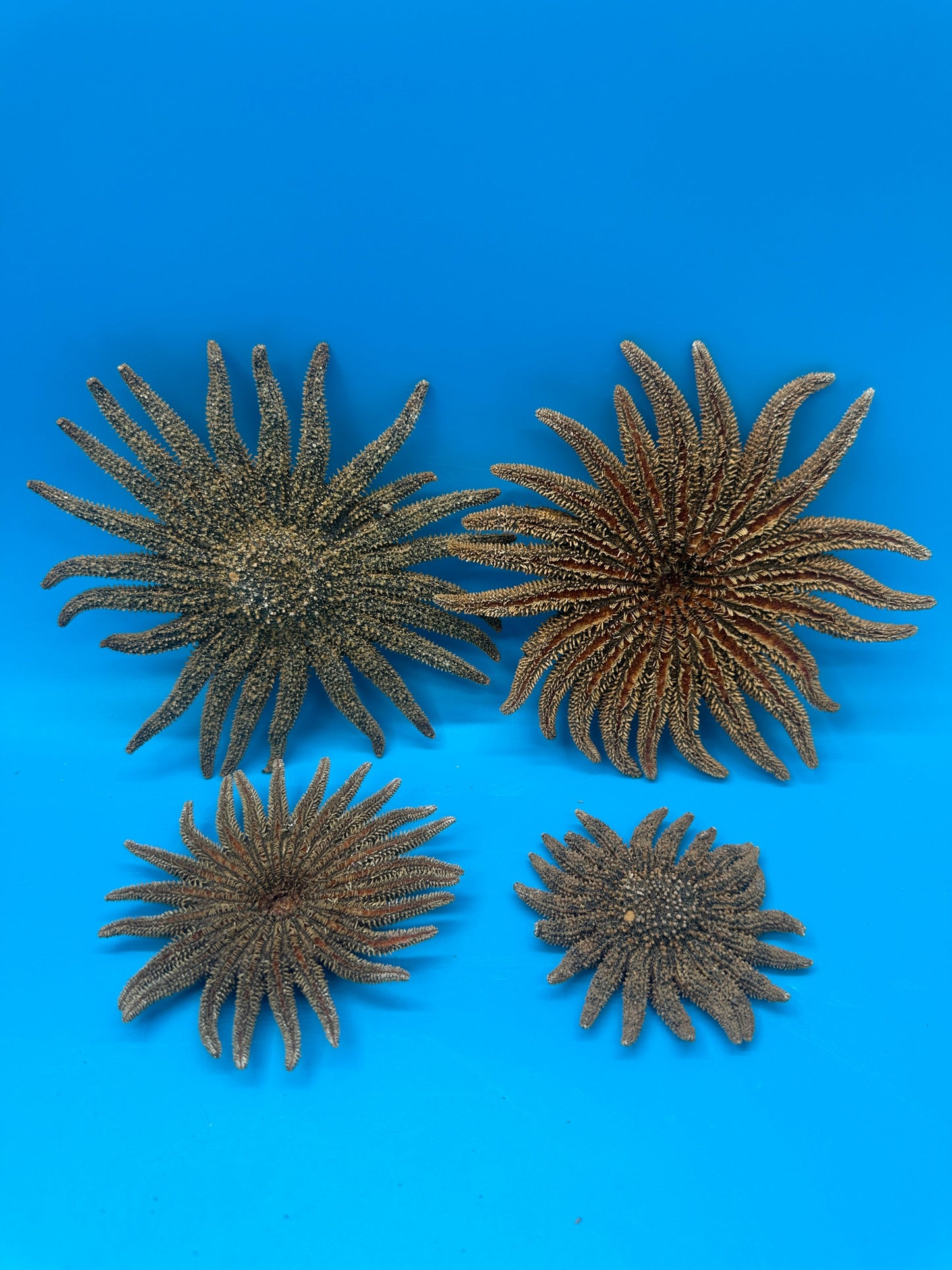 Natural Sunflower Starfish
