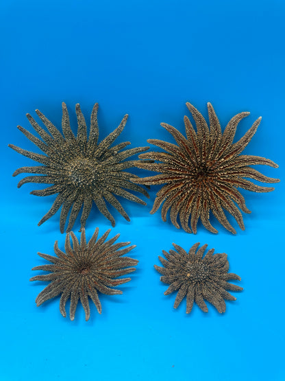 Natural Sunflower Starfish