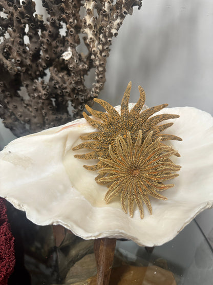 Natural Sunflower Starfish