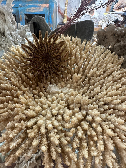 Natural Sunflower Starfish