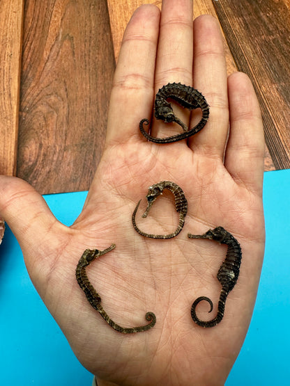 Dried Seahorses – Vintage Preserved Craft for DIY & Ocean Projects