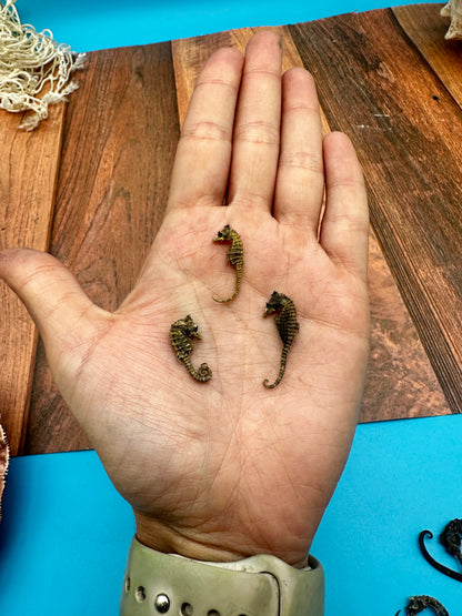 Dried Seahorses – Vintage Preserved Craft for DIY & Ocean Projects