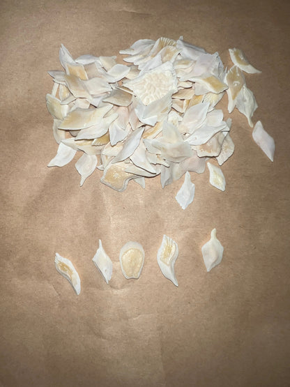 Gar Scales
