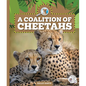 A Coalition of Cheetahs - Library Binding