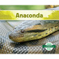 Anaconda (Spanish Version) - Library Binding