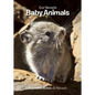 Our Nevada: Baby Animals - Board Book