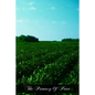 The Primacy Of Peter: From The Protestant And From The Catholic Point Of View - Paperback