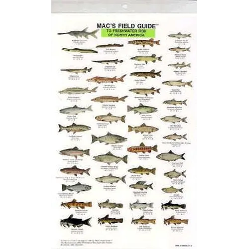 Mac's Field Guides: North American Freshwater Fish - Paperback