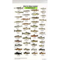 Mac's Field Guides: North American Freshwater Fish - Paperback