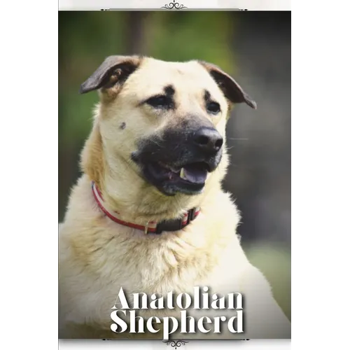 Anatolian Shepherd: Dog breed overview and guide - Paperback
