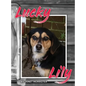 Lucky Lily - Hardcover