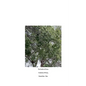 The Comfort of Crows - Paperback