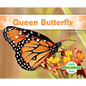 Queen Butterfly - Library Binding