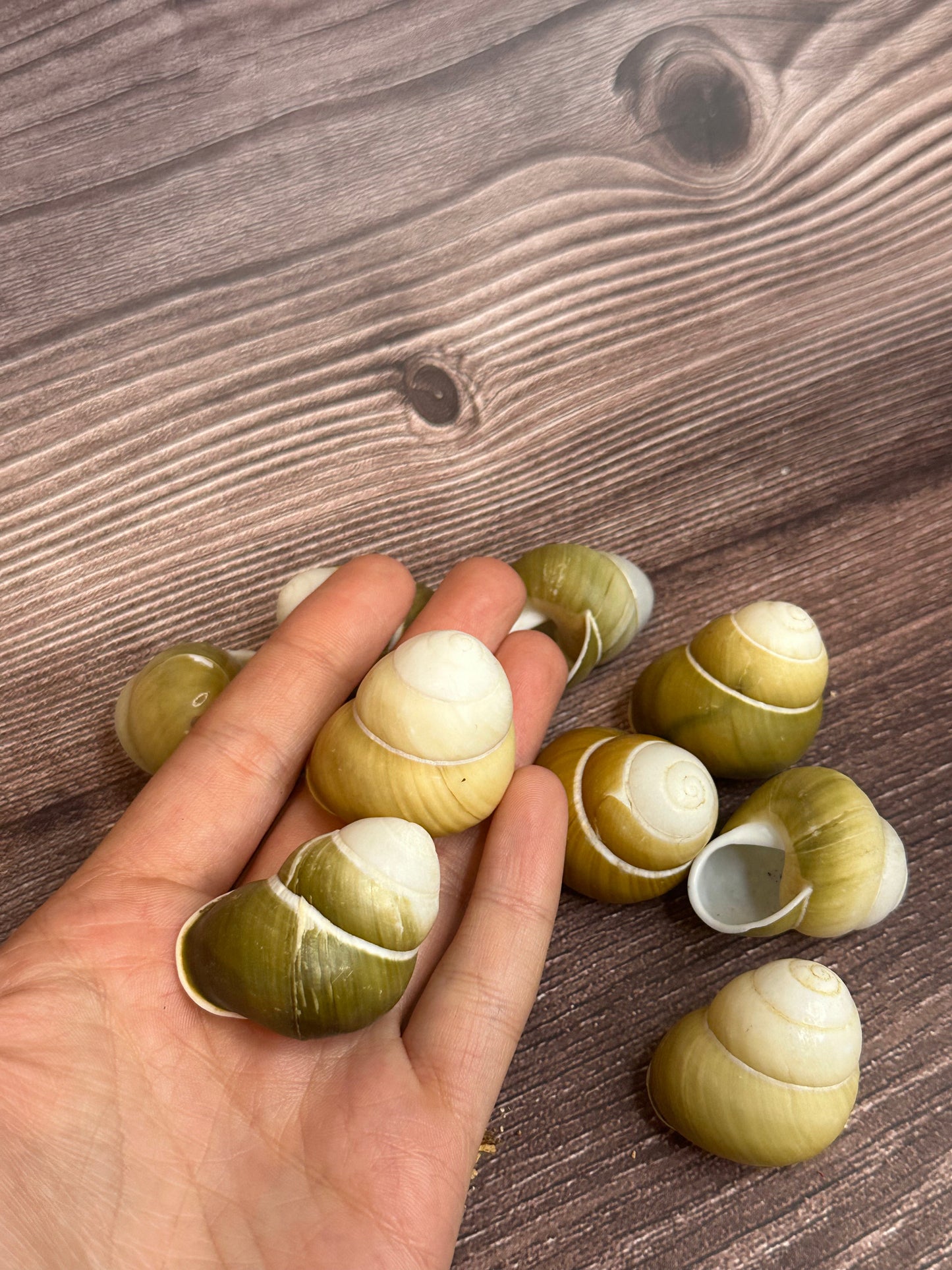 Helicostyla jonasi Land Snail Shell