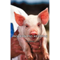 Modern Pig Keeping - Paperback