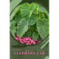 Elephant Ear: Plant Guide - Paperback