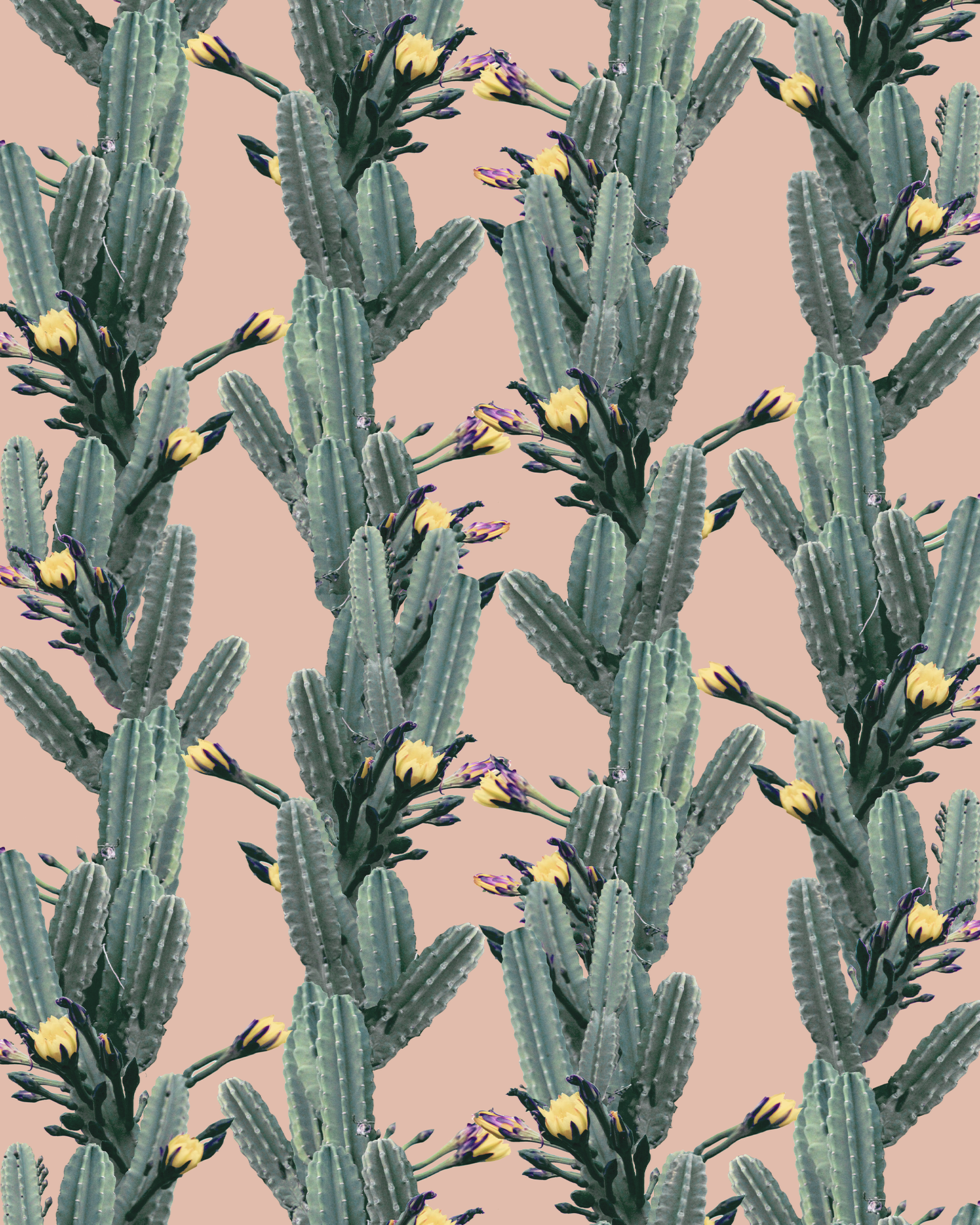 Los Cactus Wallpaper, pink