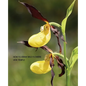 How to Draw Wild Flowers (Replica Edition) - Paperback