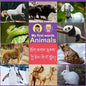 My first words Animal: Bilingual (Tibetan and English) - Paperback
