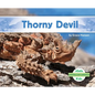 Thorny Devil - Library Binding