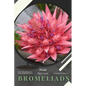 Bromeliads: Prodigy Petal, Plant Guide - Paperback