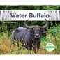 Water Buffalo - Library Binding