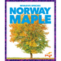 Norway Maple - Library Binding