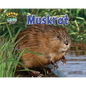Muskrat - Paperback