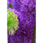 Blossoms: Alliums Are Hardy Bulbs That Produce Dramatic Balls of Purple, Blue, Yellow or Pink Flowers Atop Stiff, Upright Stems. - Paperback