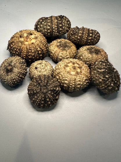 Baby Black Sea Urchin Shells