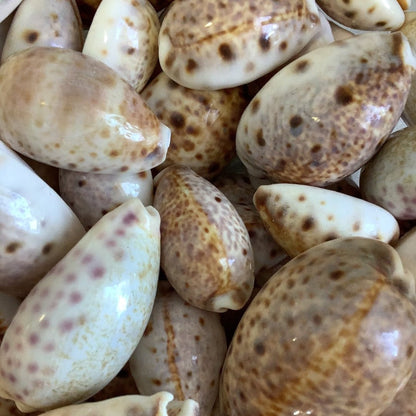 Lynx Cowrie Shell (Lyncina lynx)