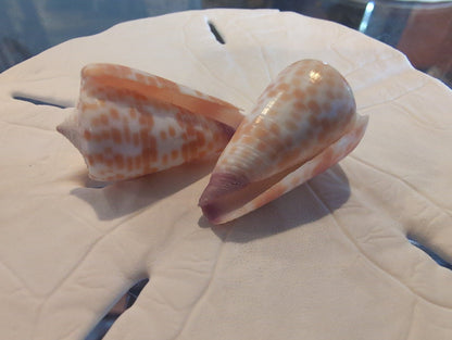 Tesselate Cone Shell - Conus tessulatus