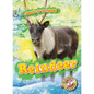 Reindeer - Library Binding