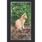 Old Cat Care - Paperback