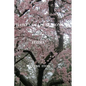 Haikus of All Seasons IV: Flora - Paperback