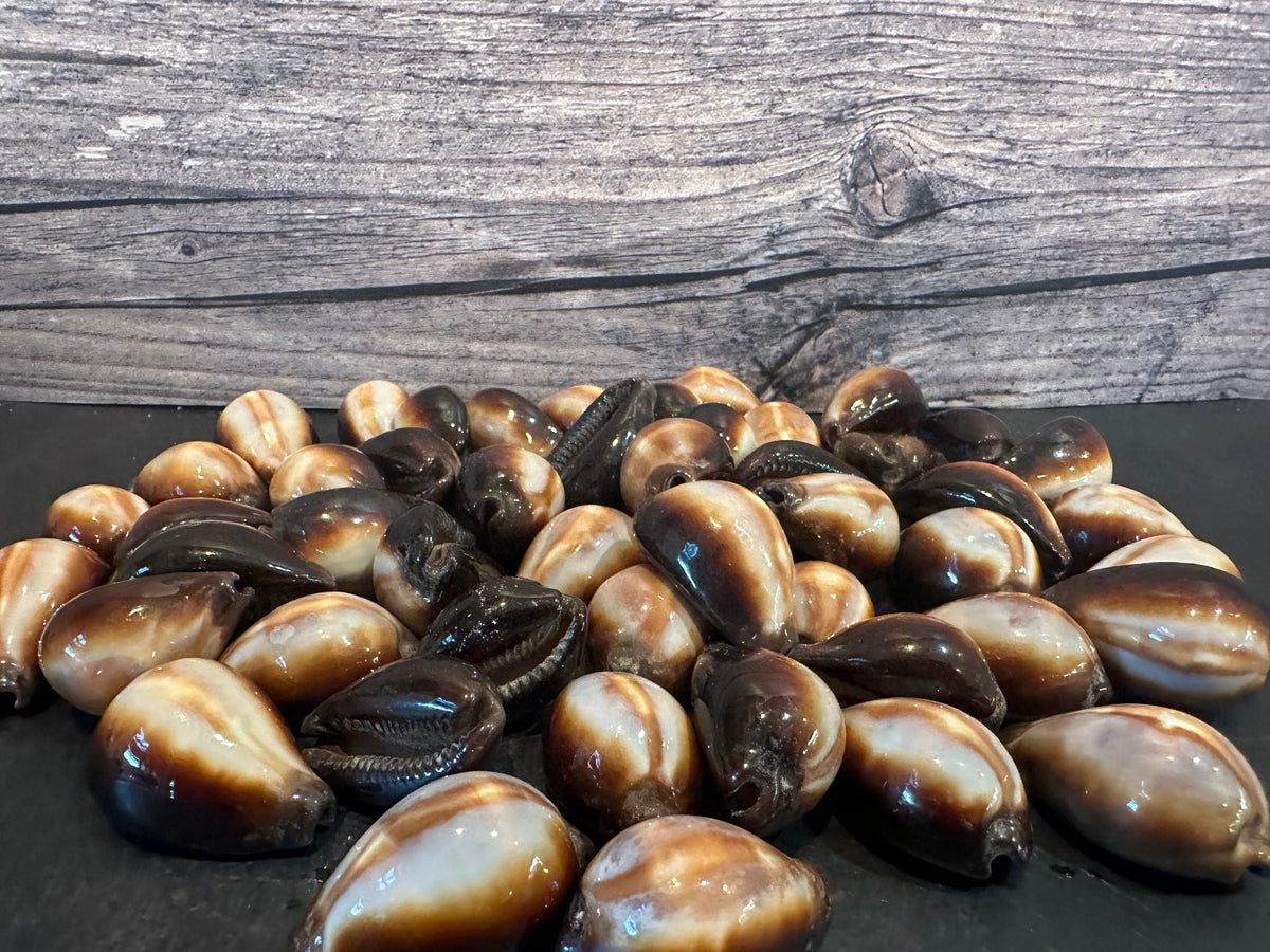 Onyx Cowrie Shell – Erronea onyx