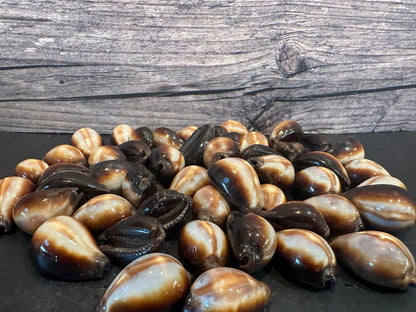 Onyx Cowrie Shell – Erronea onyx