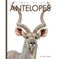 Antelopes - Paperback